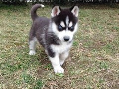 安安犬舍