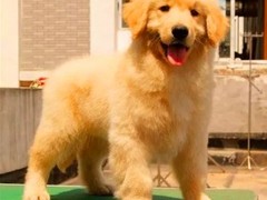 宠物山庄8