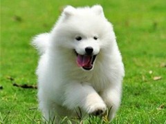 天诚犬业