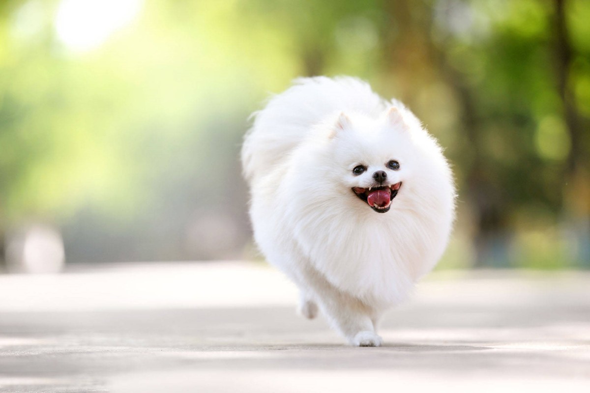 犬舍繁殖基地