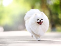 广东旺驰犬舍（cku认证犬舍）