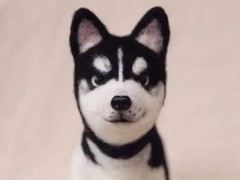 广东宠物养殖