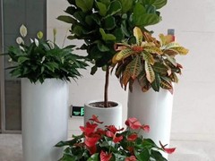 天津植物租摆