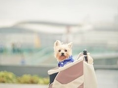 赣州斗牛梗
