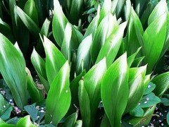 沈阳园林设计公司