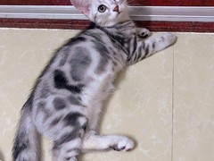 宁波拉邦猫出售