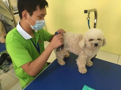 广东真顺犬业