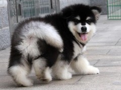 兰州巴哥犬领养