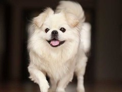 绵阳牧羊犬出售