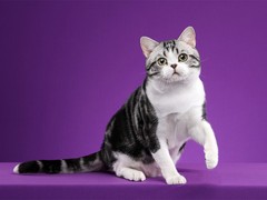 靖瑶猫舍