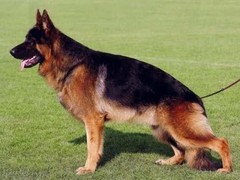 如意犬业