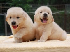 雷克萨斯~尨犬舍