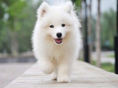 爱宠乐犬舍