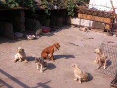 上海长宁区流浪狗流浪猫小动物宠物救助领养收容收养中心站
