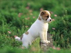临沂波兰低地牧羊犬