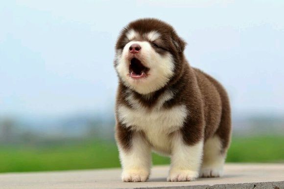 犬舍繁殖基地