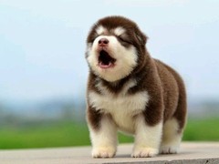 吉祥犬舍