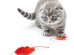 梦洁猫舍