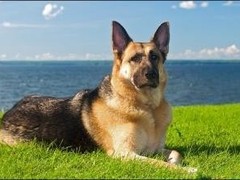 星园犬业