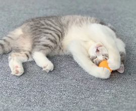 贵阳宠物猫店 特色服务伴狗行