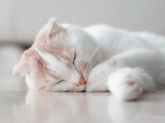 歆瑤貓舍