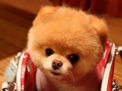宿迁迷你贝吉格里芬凡丁犬