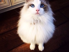 嘉美猫舍