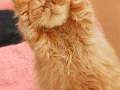 晶滢猫舍