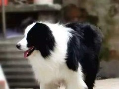 益帆边境犬舍