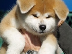 徐州爱尔兰雪达犬