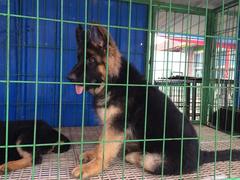 盛诚犬业