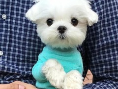 拉萨爱尔兰梗