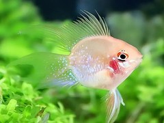 21世纪鱼缸水族维护公司
