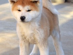 无锡哈瓦那犬