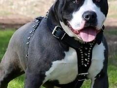 石家庄大丹犬领养