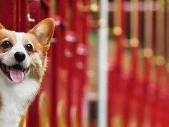 呼和浩特波尔多犬