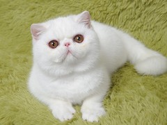歆瑤貓舍