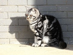 宁波拉邦猫出售