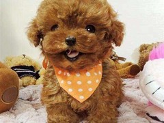 犬舍繁殖基地