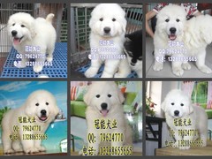 广东cku名犬繁殖基地