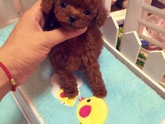嘉兴澳大利亚牧羊犬