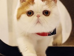 小新猫舍
