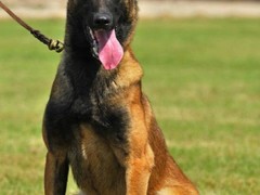 温州波尔多犬