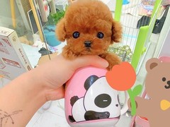 高端萌宠