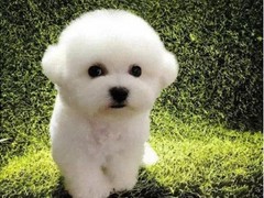 呼和浩特波尔多犬