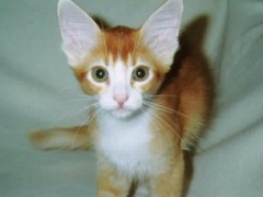 清华猫舍