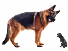 风凌犬业
