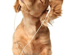 厦门法斗犬价格