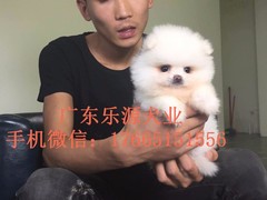 广东退伍兵犬舍