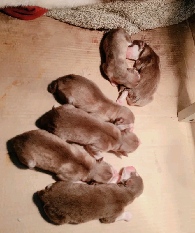 犬舍繁殖基地